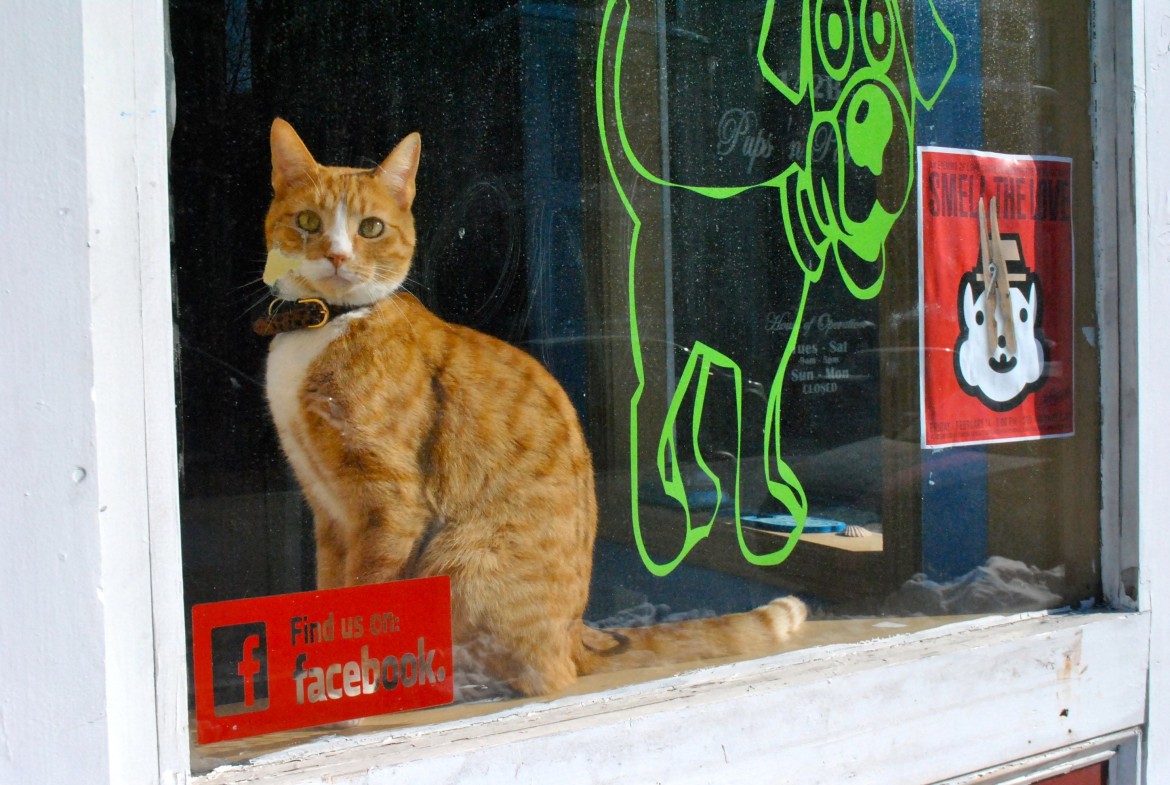 Monkey the shop cat hangs in the window at Pups 'n Paradise