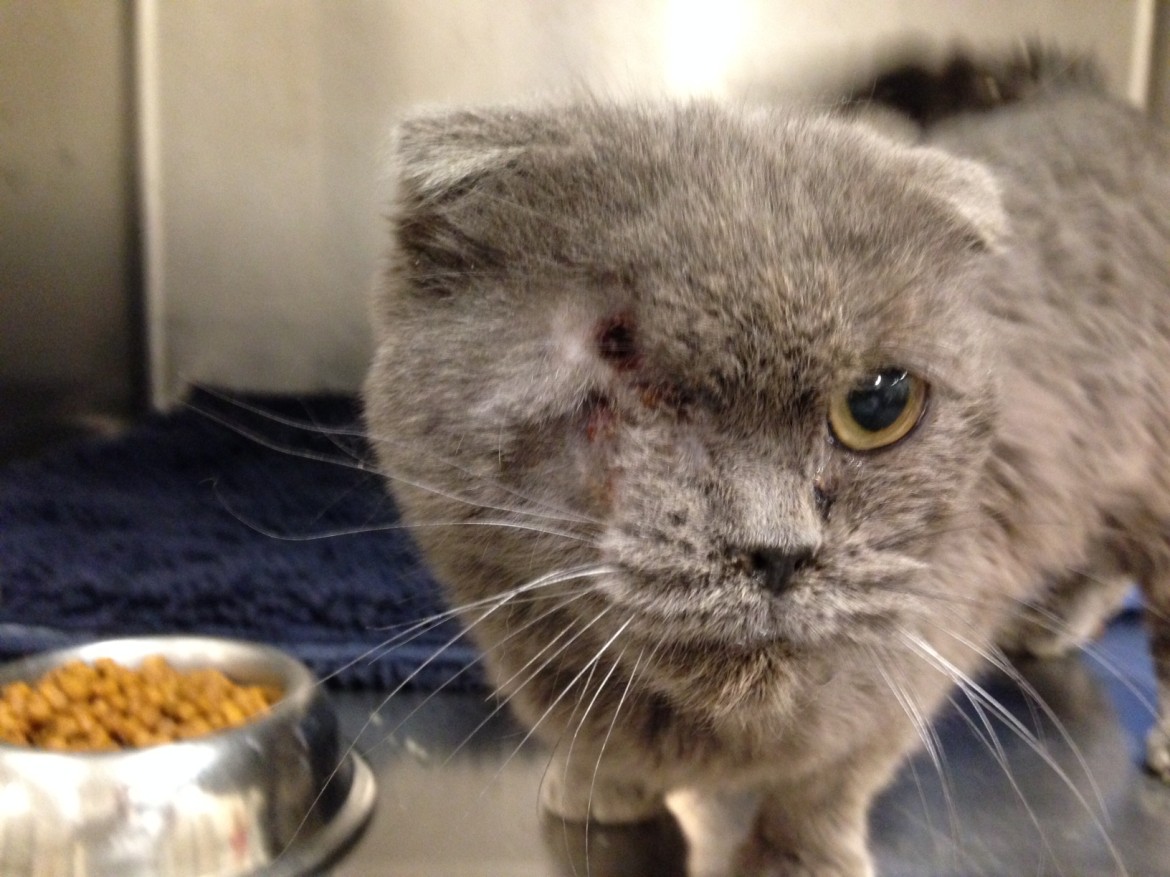A kitten missing an eye will also be placed for adoption once he is well (credit MSPCA-Angell)