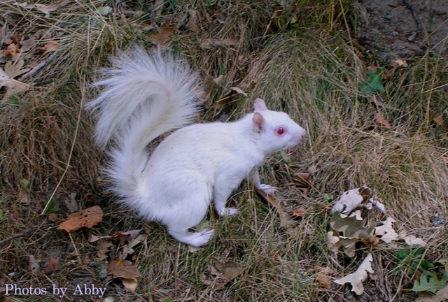 The White Squirrel of Jamaica Pond, circa August 2007