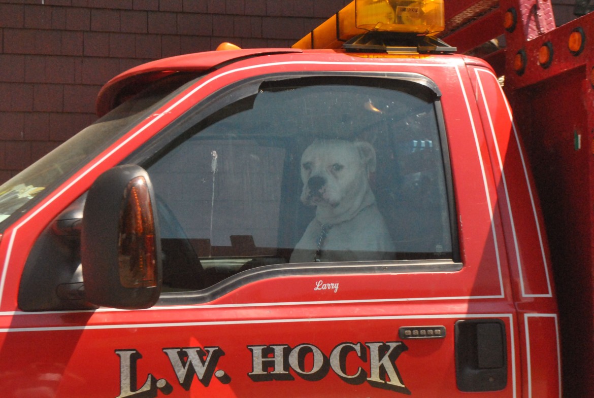 Dog in air-conditioned truck cab, June 25, 2014.
