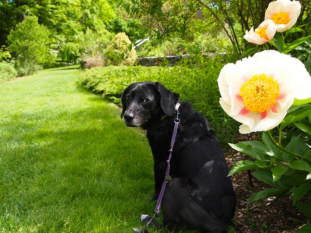 Stella the Dog in Arnold Arboretum