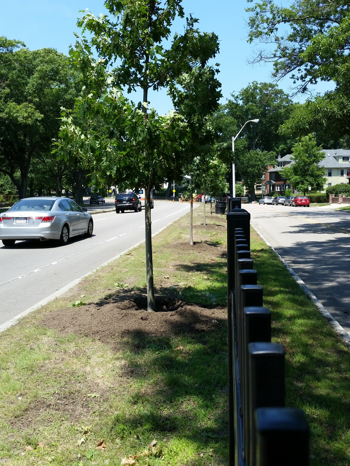 Near tree plantings along the Arborway, July 2014.