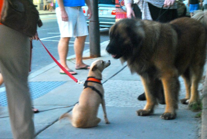 Burton, a 158-pound Leonberger, says hello to a smaller pooch at First Thursday on Thursday, Sept. 4, 2014