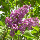 An Arnold Arboretum lilac. Scientific name: Syringa vulgaris 'Hulda'