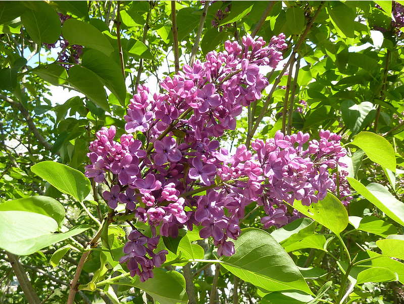 An Arnold Arboretum lilac. Scientific name: Syringa vulgaris 'Hulda'