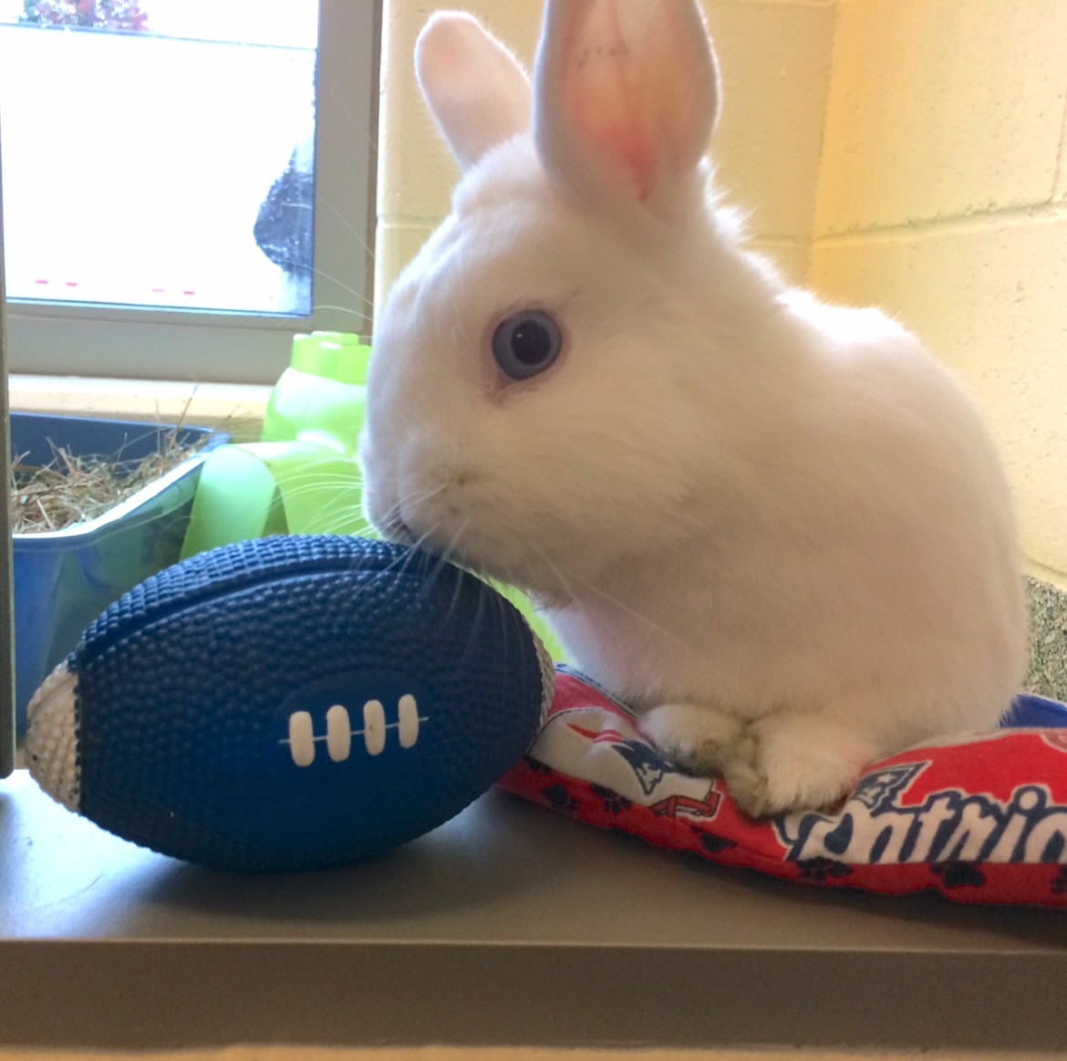 One-year-old-male-rabbit-Sugar-is-awaiting-adoption-at-the-MSPCA-Angell-in-Boston-credit-MSPCA-Angell-1170x1163.jpg
