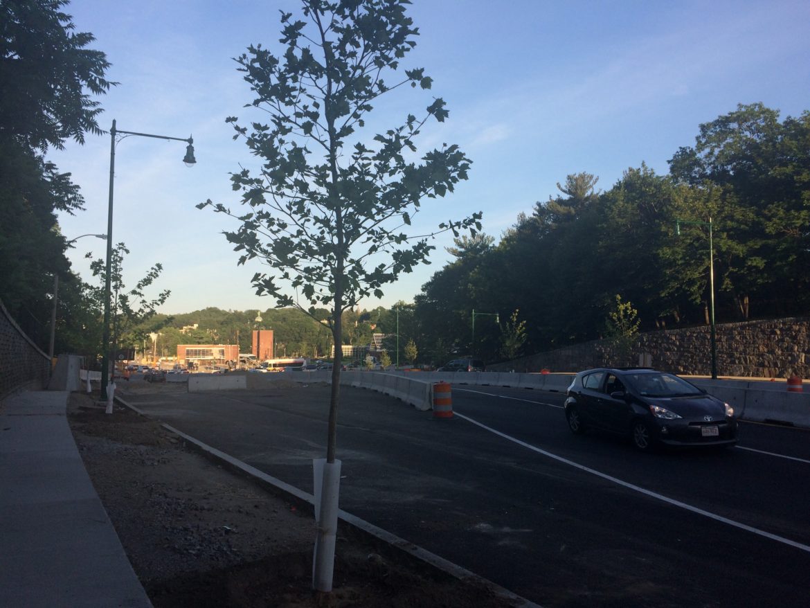 Plane trees planted by Casey Arborway, Wednesday, June 14, 2017