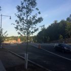 Plane trees planted by Casey Arborway, Wednesday, June 14, 2017