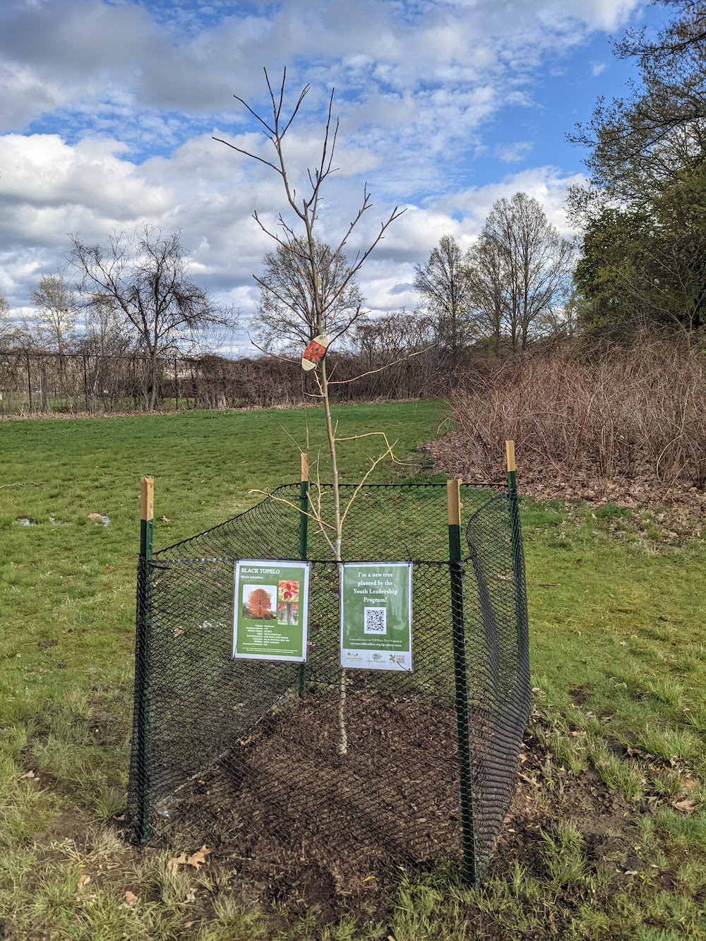 Emerald Necklace Conservancy Planted Trees in Franklin Park in Honor of